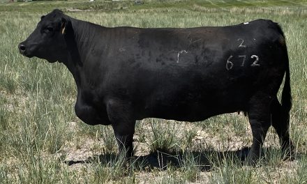 Angus Embryos For Sale: SB10-1698