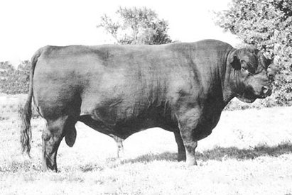 Angus Semen For Sale:  SB10-1718