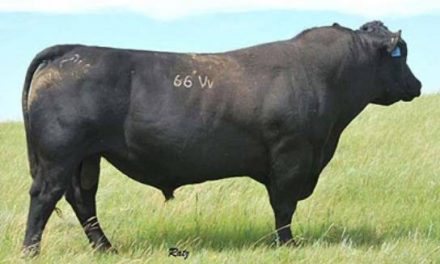 Angus Semen For Sale:  SB10-1667