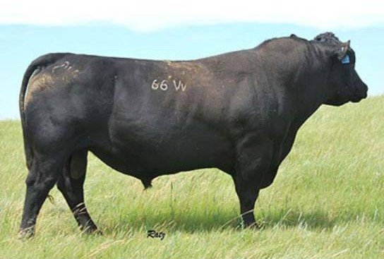 Angus Semen For Sale:  SB10-1667