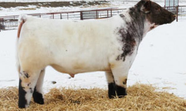 Shorthorn Semen For Sale:  SB10-1676