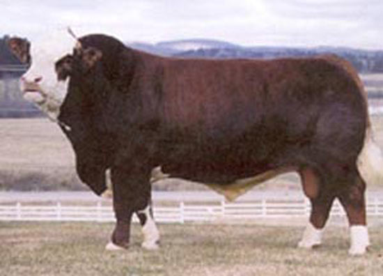 Ancho T Legend 7H