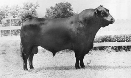 Angus Semen For Sale:  SB10-1752