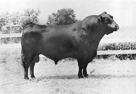 Angus Semen For Sale:  SB10-3897