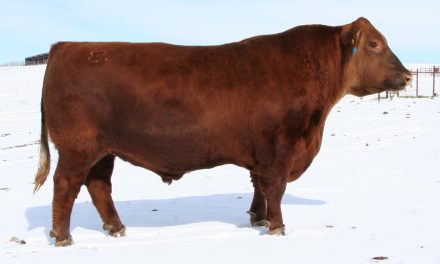 Red Angus Semen For Sale: SB10-1756