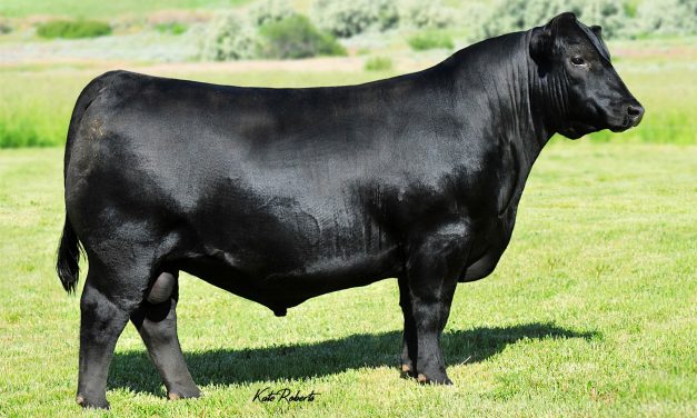 Angus Semen For Sale:  SB10-1725