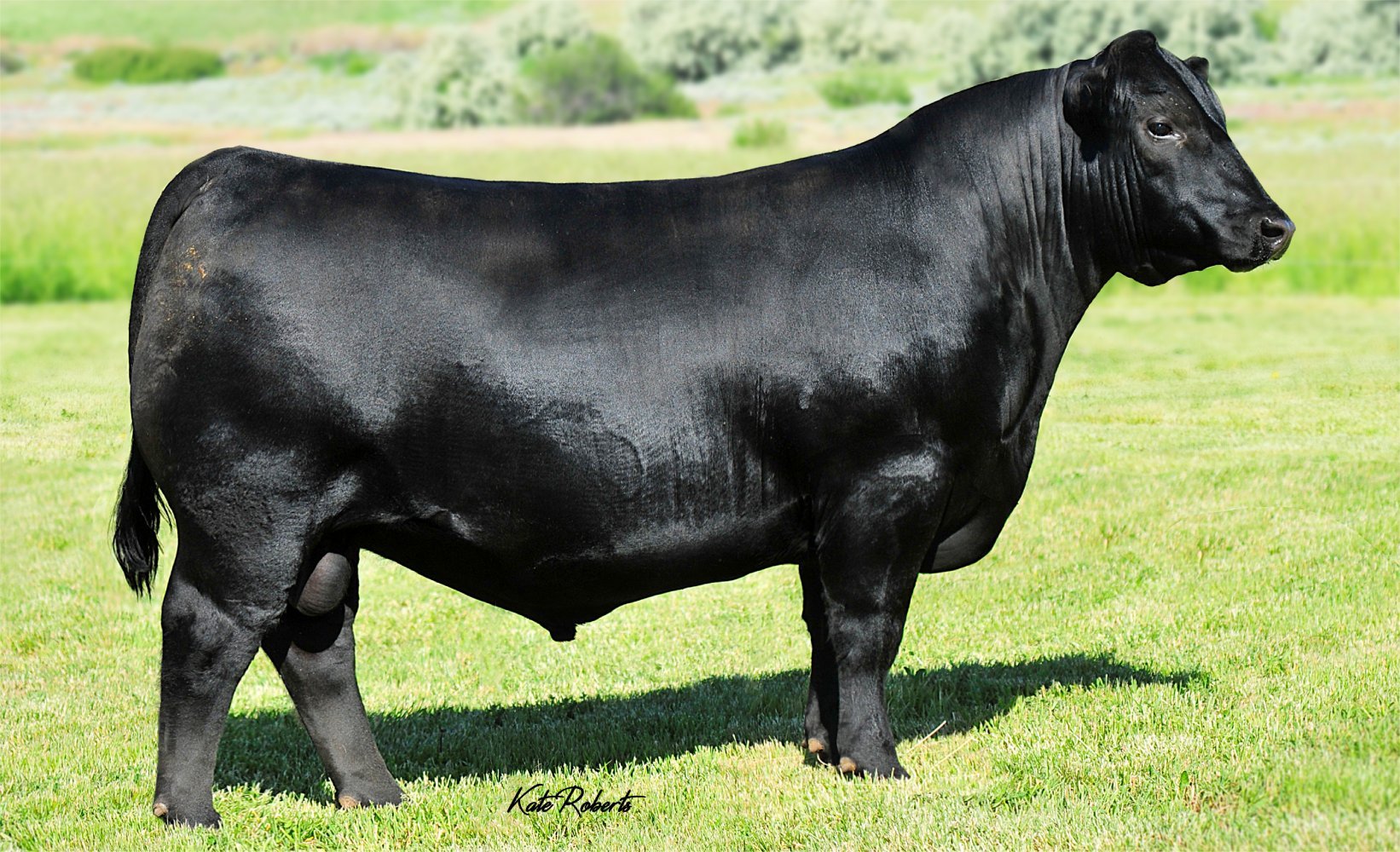 Musgrave Sky High 1535