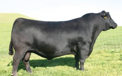 Angus Semen For Sale:  SB10-4021