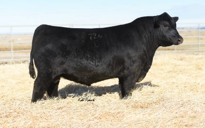 Angus Semen For Sale:  SB10-3432