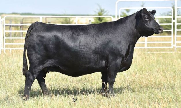 Angus Embryo’s For Sale: SB10-1743