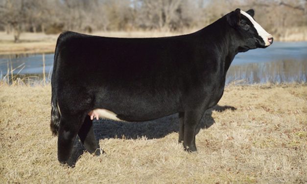 Simmental Embryos For Sale:  SB10-1823