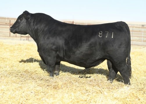 Angus Semen For Sale:  SB10-2317