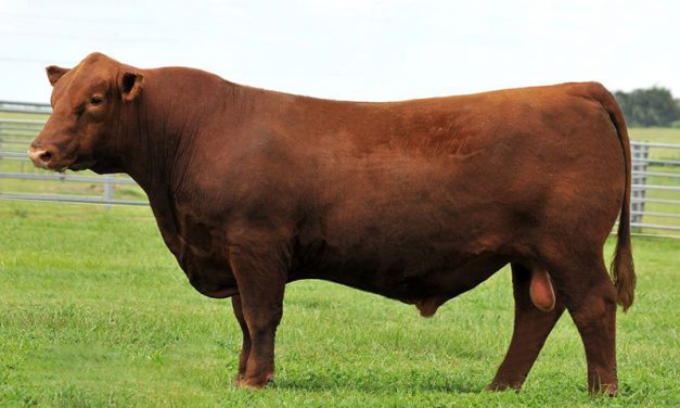 Red Angus Semen For Sale:  SB10-1817