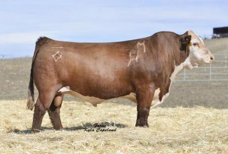 Hereford Semen For Sale:  SB10-1816