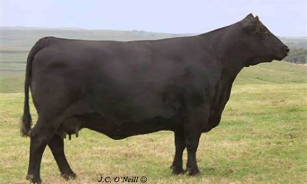 Angus Embryos For Sale:  SB10-1824