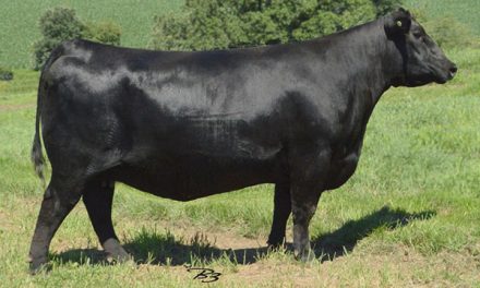 Angus Embryos For Sale:  SB10-1783
