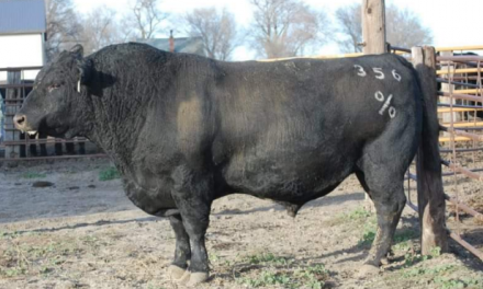 Angus Semen For Sale:  SB10-1809