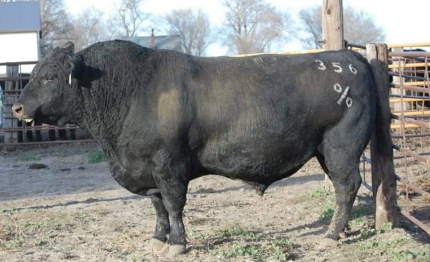 Angus Semen For Sale:  SB10-1809