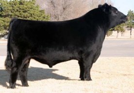 Angus Embryos For Sale:  SB10-1825