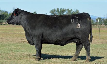 Angus Embryos For Sale:  SB10-1779