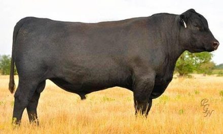 Angus Semen For Sale:  SB10-1821