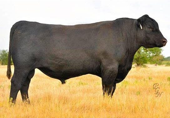 Angus Semen For Sale:  SB10-1821