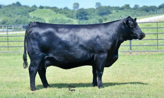 Angus Embryos For Sale:  SB10-1889