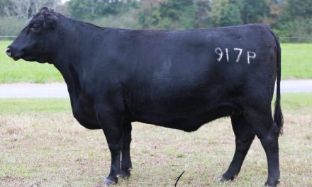 Angus Embryos For Sale:  SB10-1842