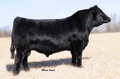 Simmental Semen For Sale:  SB10-1838