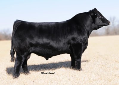 Simmental Semen For Sale:  SB10-1838