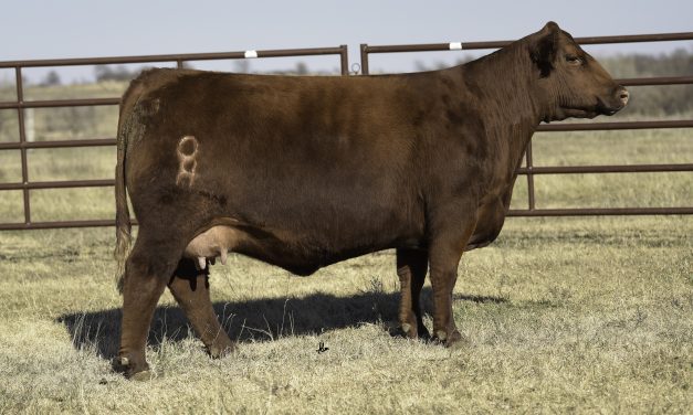 Red Angus Embryos For Sale:  SB10-1843