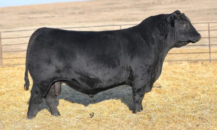 Angus Semen For Sale:  SB10-4417