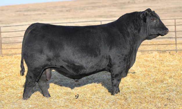 Angus Semen For Sale:  SB10-1840