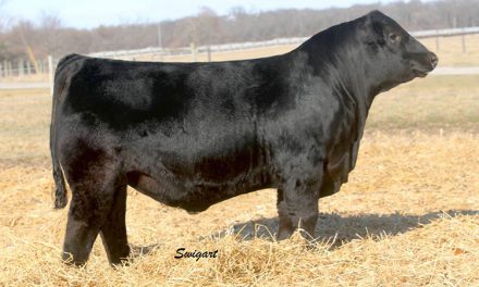 Angus Semen For Sale: SB10-1912