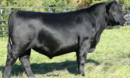 Angus Semen For Sale:  SB10-2490