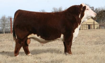Hereford Semen For Sale:  SB10-1885