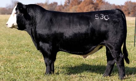 Simmental Semen For Sale:  SB10-1886