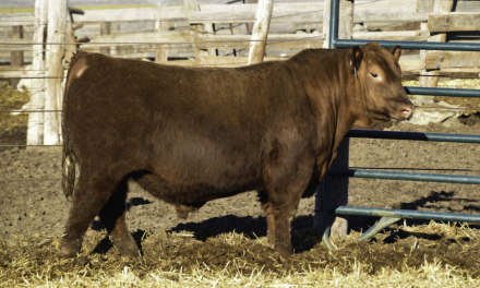 Red Angus Semen For Sale:  SB10-1917
