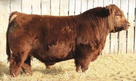 Red Angus Semen For Sale:  SB10-2420