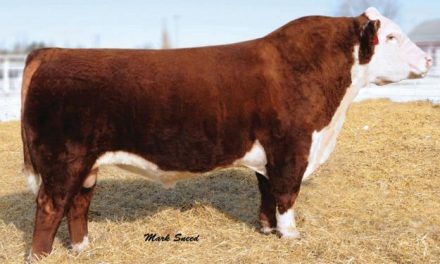 Hereford Embryos For Sale:  SB10-1891