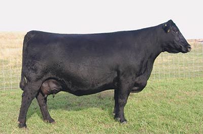 Angus Embryos For Sale:  SB10-1918
