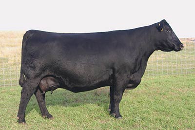 Angus Embryos For Sale:  SB10-1918