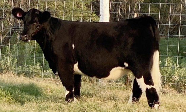 Club Calf Embryos For Sale – SB10-1870