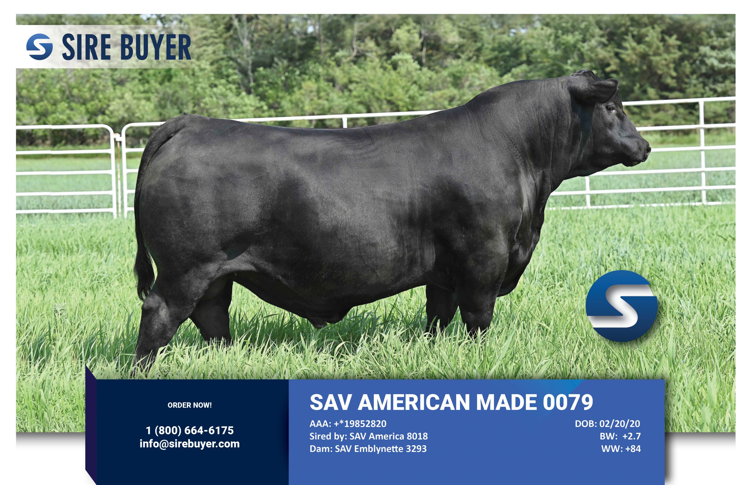 Website - sav american made 0079 - sire buyer