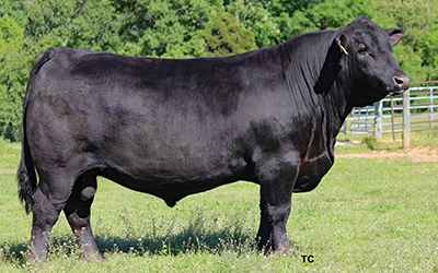 Angus Semen For Sale:  SB10-1899