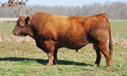 Red Angus Semen For Sale:  SB10-1966