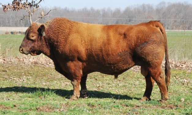 Red Angus Semen For Sale:  SB10-1966