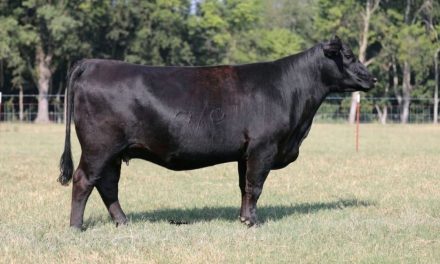 Angus Embryos For Sale:  SB10-1922