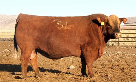 Red Angus Semen For Sale:  SB10-2055