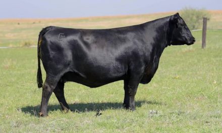 Angus Embryos For Sale:  SB10-1926